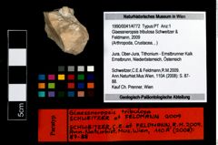 Foto (Objekt + Etikett) von Glaessneropsis tribulosa (Schweitzer & Feldmann, 2009)  (NHMW-GEO-1990-0041-4772)